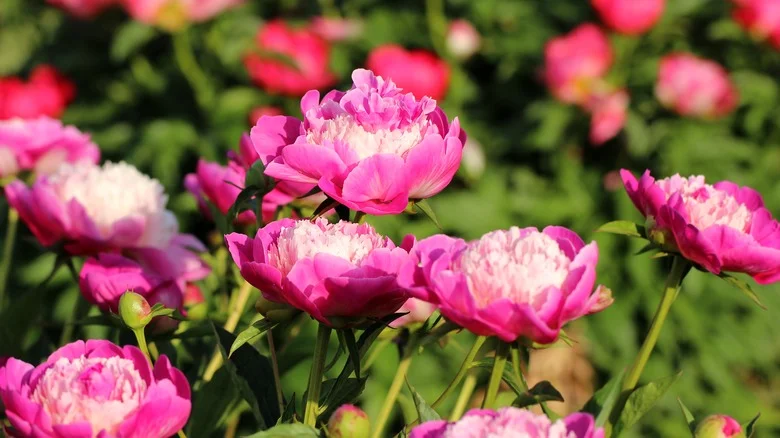 15 Peony Companion Plants You Should Avoid In The Garden