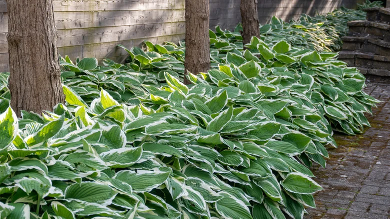 15 Perennial Companion Plants That Thrive Next To Hostas