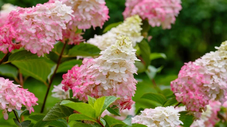 15 Pink Hydrangea Varieties You’ll Dream To Have In Your Garden