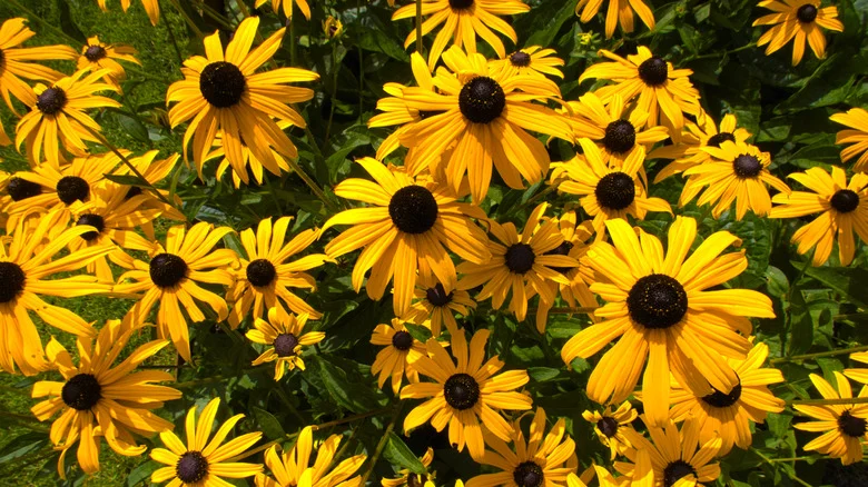 15 Plants With Yellow Flowers You’ll Love In Your Flower Garden