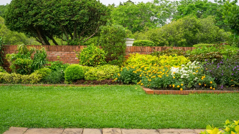 15 White Flowering Weeds You Might Find In Your Yard (And If You Need To Pull Them)