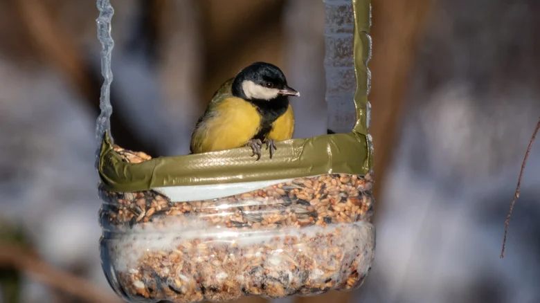 16 Budget-Friendly DIY Feeders That Will Keep Birds Flocking To Your Yard Year-Round