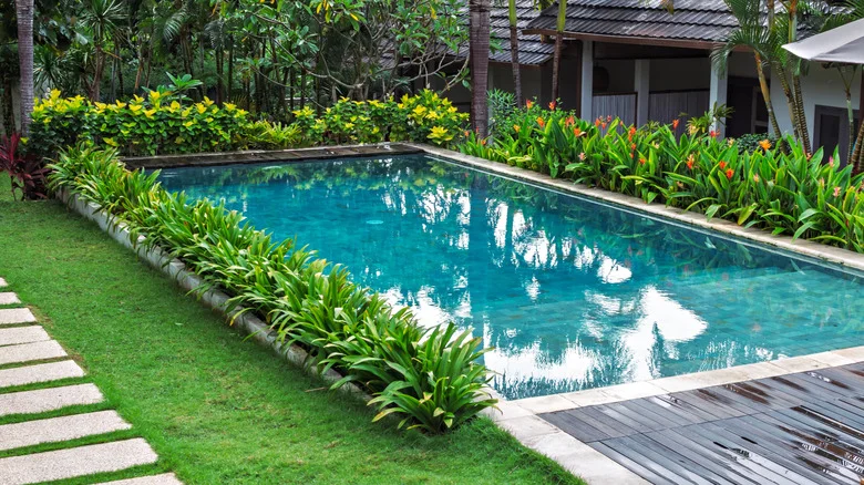 16 Heat-Tolerant Plants Perfect For Landscaping Your Pool Area With