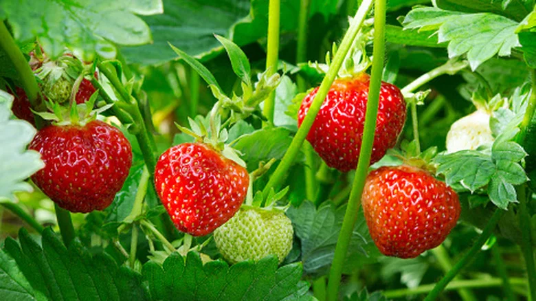 16 Herbs You Should Be Growing With Your Potted Strawberries