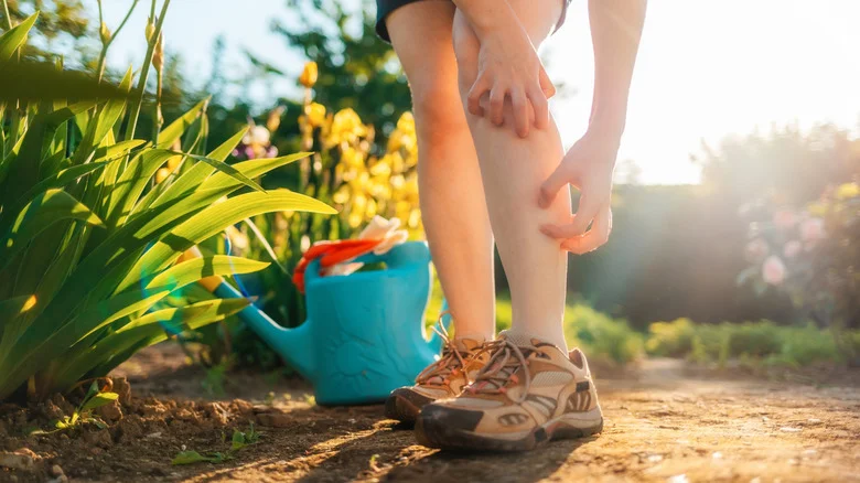 16 Tips That Make Your Outdoor Mosquito-Repelling Plants More Effective