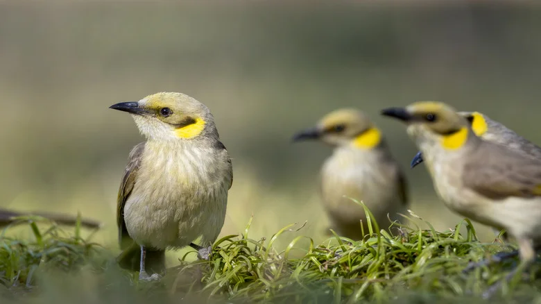 16 Types Of Ground-Feeding Birds And How To Attract Them