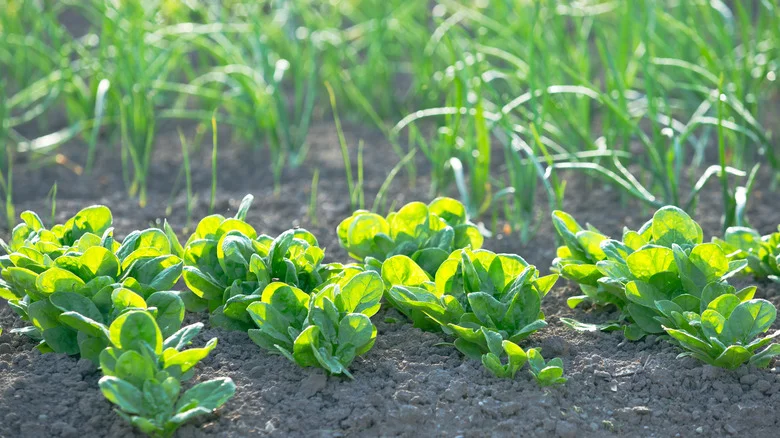 16 Vegetables That Pair Well With Spinach In The Garden