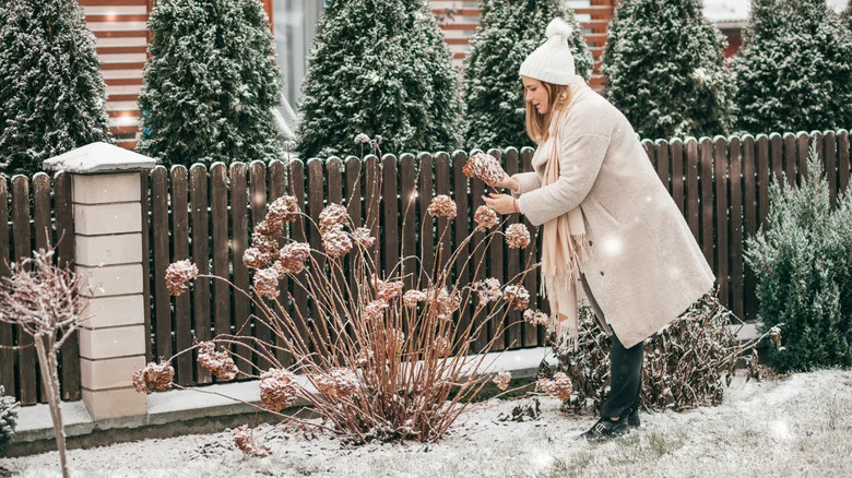 16 Ways To Save Your Plants After A Winter Frost Or Freeze