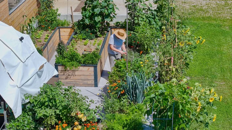 17 Gardening Tasks To Do In August To Prepare For The End Of The Year