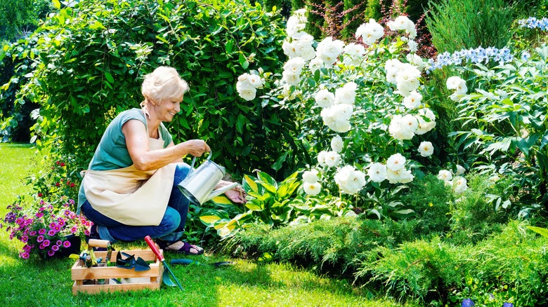 17 Low-Growing Perennials To Grow For Stunning Borders & Edges