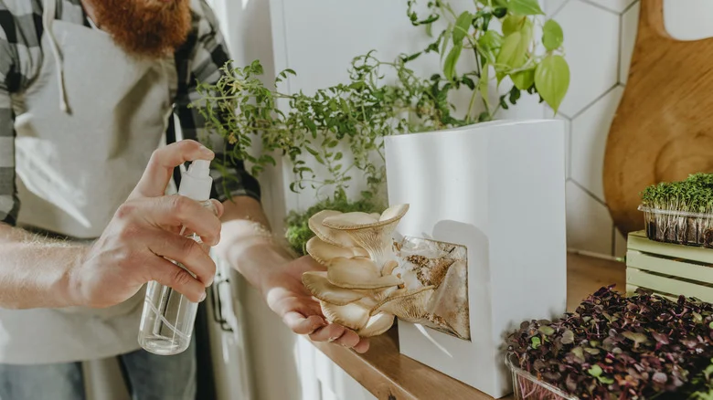 17 Mushrooms You Should Be Growing At Home
