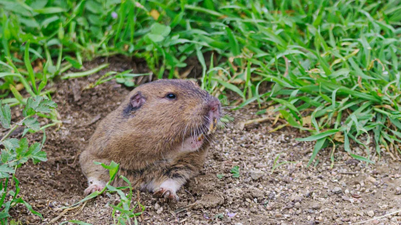 17 Plants That Can Help Keep Gophers Out Of Your Yard & Garden