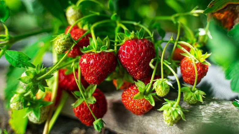 17 Vegetables And Herbs That Pair Well With Strawberries In The Garden And Why