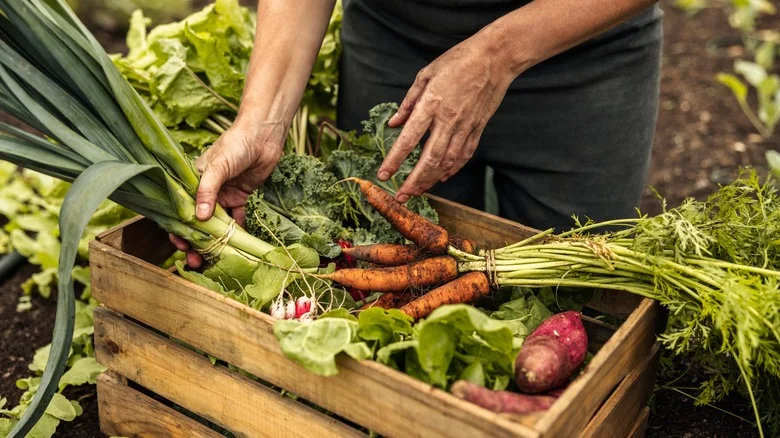 17 Veggies You Should Start Indoors For A More Successful Fall Garden