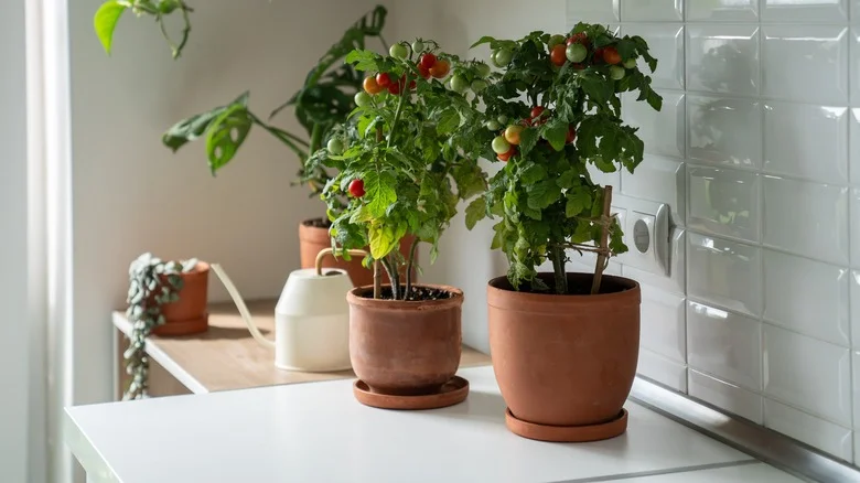 17 Ways To Grow Delicious Tomatoes Without A Backyard