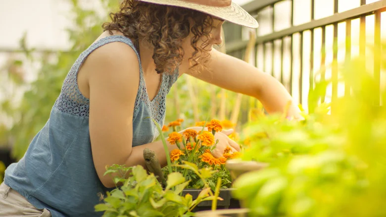 18 Best Perennials You Should Be Planting In July