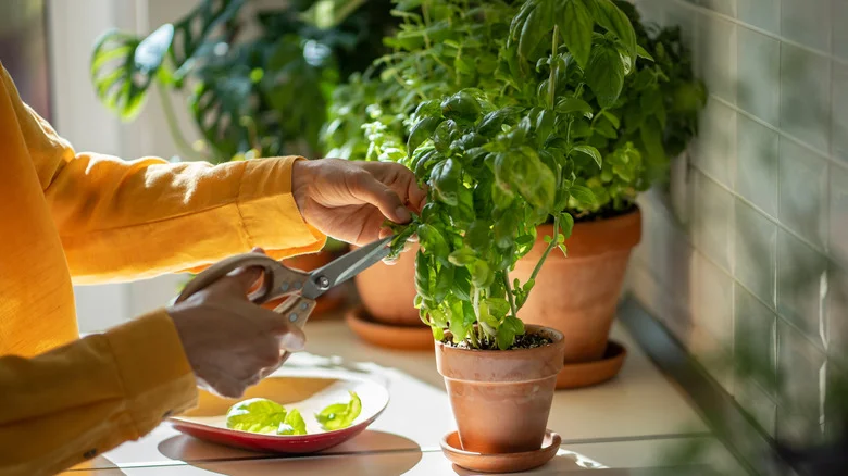 18 Herbs That Grow Successfully Indoors During Winter