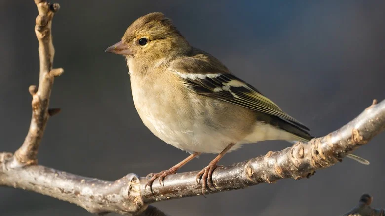 18 Plant Varieties That’ll Bring Fall Birds To Your Yard And Garden
