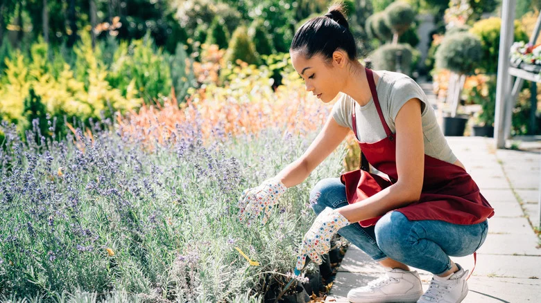 19 Beautiful Plants That Pair Nicely With Lavender In The Garden