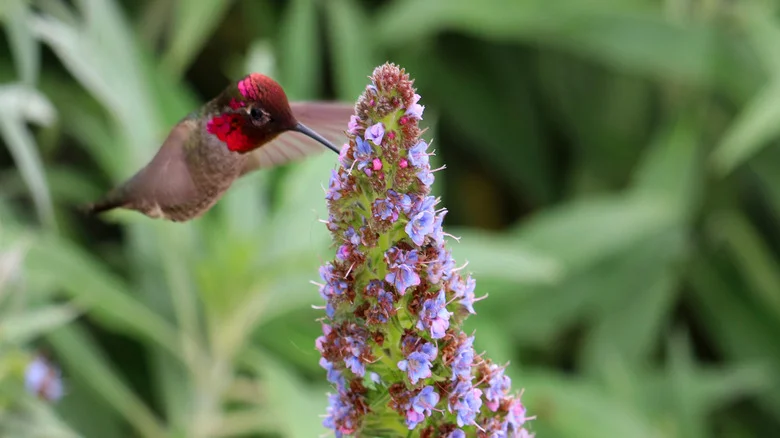 19 Colorful Varieties Of Veronica Flowers You Can Plant To Attract Hummingbirds