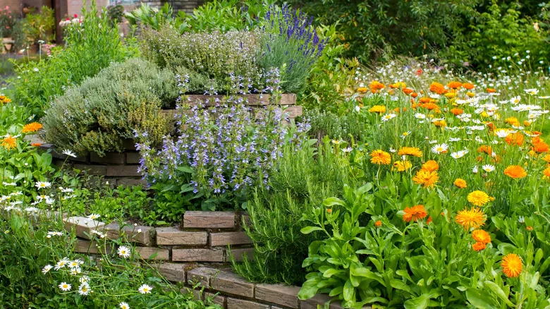19 Drought-Tolerant Herbs You Can Grow Together For A Thriving Garden