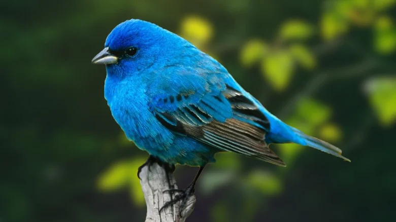 20 Gorgeous Flowers You’ll Want In Your Yard To Attract Summer Birds