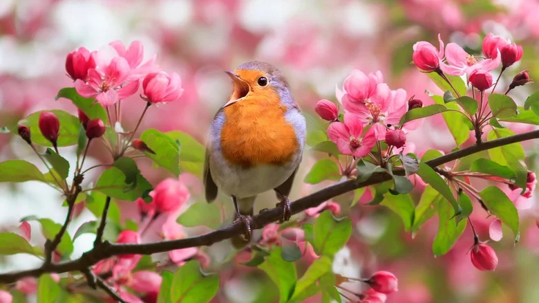 20 Perennial Plants To Add To Your Yard To Attract Birds Year-Round