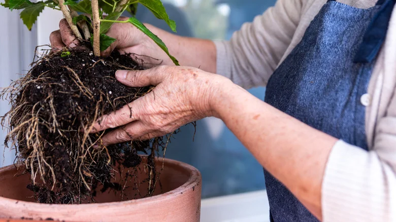 20 Perennials You Should Be Dividing In The Fall