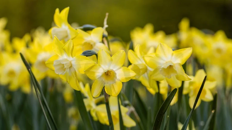20 Plants That Look The Best Next To Daffodils In The Garden
