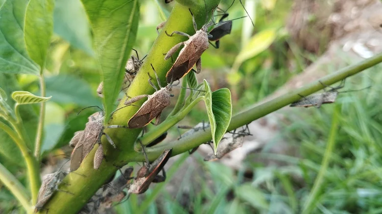 20 Types Of Stink Bugs You Should Know About (& How To Keep Them Away)