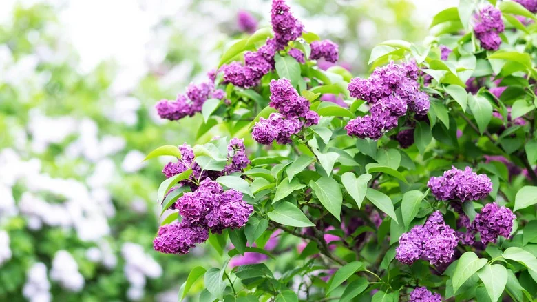 21 Companion Plants You’ll Want Next To Your Fragrant Lilacs This Year