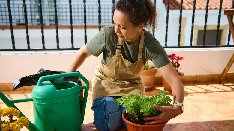 22 Edible Plants Perfect For Growing Indoors And In Small Spaces