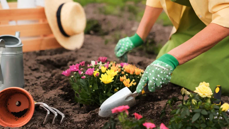 23 Best Perennials You Should Be Planting In May