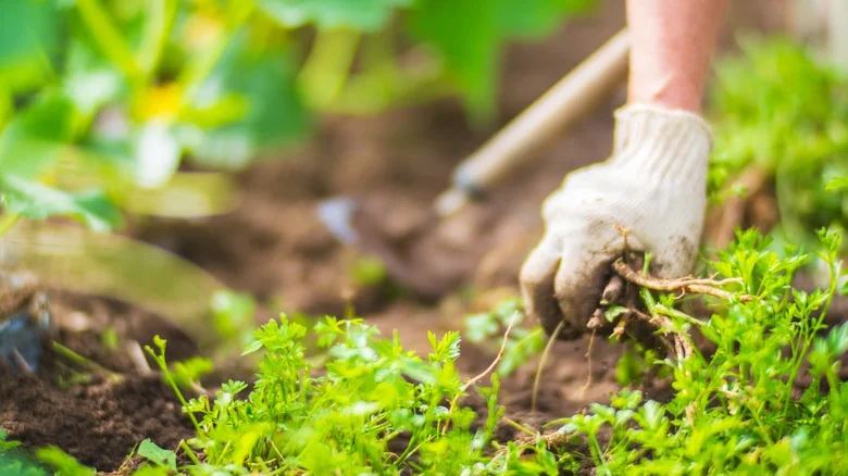 25 Plants That Can Help With Garden Soil, Weeds, And Pests