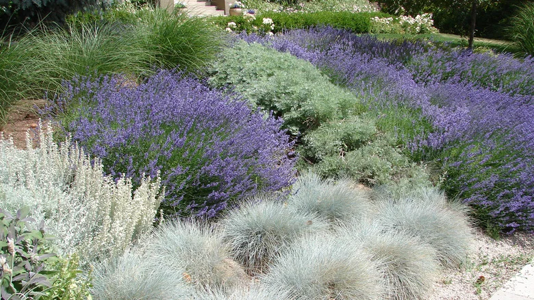 25 Plants With Silver Foliage To Give Your Garden A Fantasy Vibe