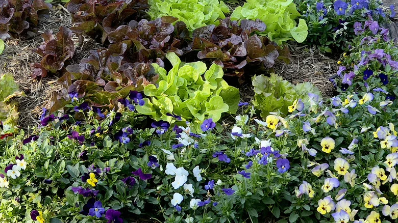 26 Beautiful Flowers You Should Be Growing In Your Vegetable Garden