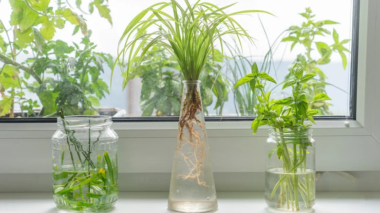 26 Delicious Herbs You Can Easily Propagate From Cuttings