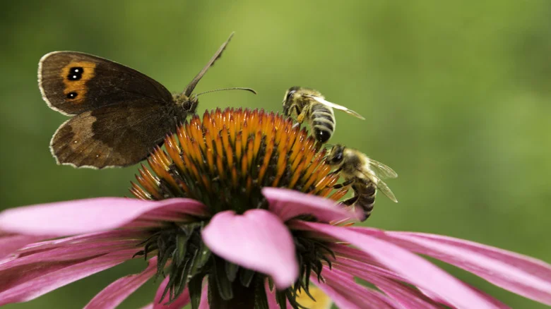 26 Flowers That Attract Pollinators And Are Easily Grown From Seed