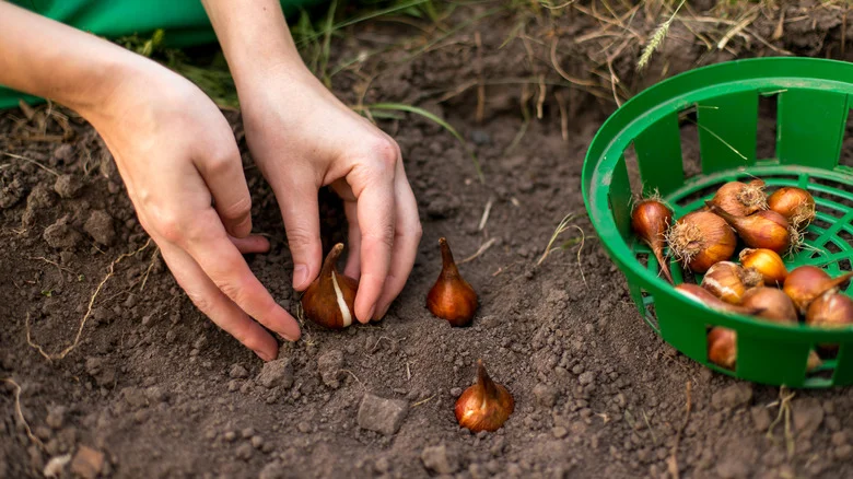 28 Popular Summer Bulbs You Can Add To Your Garden (And What To Plant Them With)