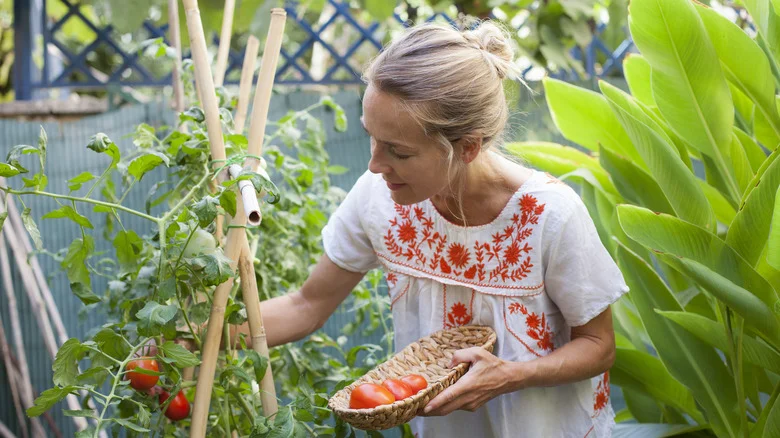 3 Herbs You Should Avoid Growing Near Tomatoes In The Garden