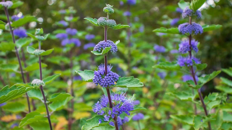 3 Places You Can Plant Stunning Bluebeard To Attract More Birds To Your Yard