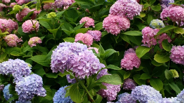 3 Stunning Types Of Hydrangeas That Deer Won’t Be Tempted To Eat