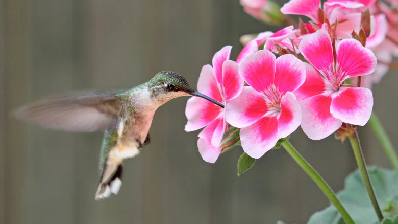 3 Types Of Heat-Tolerant Geraniums That Will Attract Hummingbirds To Your Yard