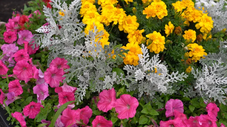 4 Common Landscaping Plants That Are Popular For A Reason