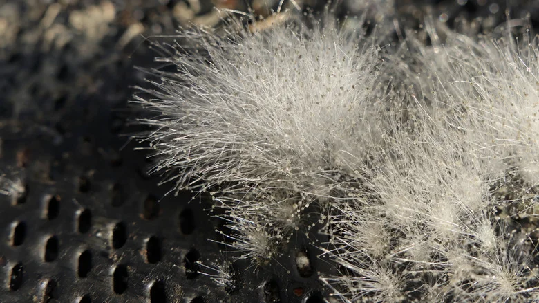 4 Reasons Why Your Bird Feeder Is Moldy (& How To Prevent It)