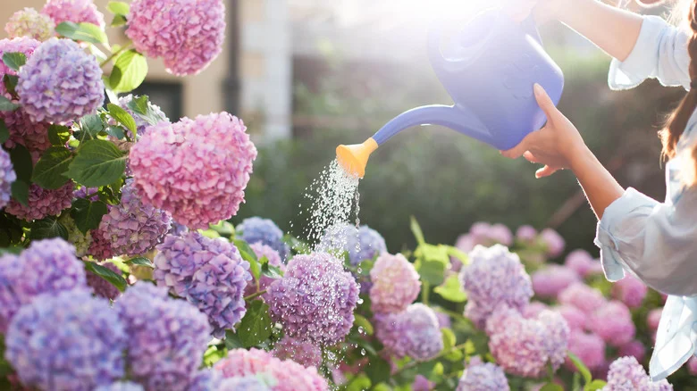 4 Types Of Hydrangeas That Can Take On Warmer Climates