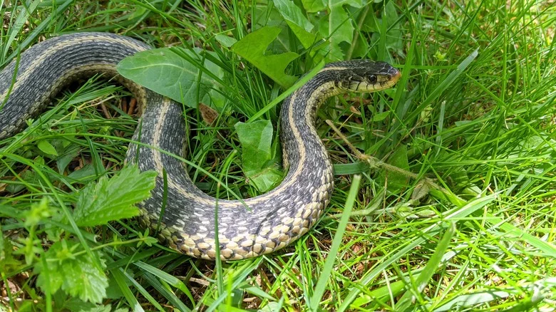 4 Ways To Get Rid Of Garter Snakes In Your Yard Without Hurting Them