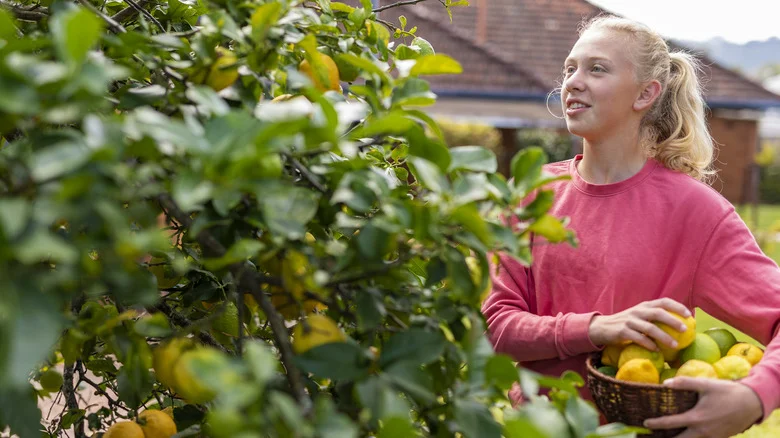 4 Ways To Propagate A Fruit Tree For An Endless Supply Of Delicious Produce