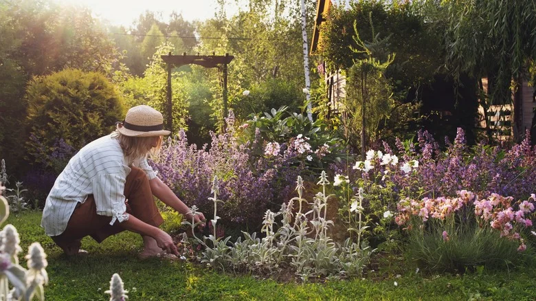 5 Fragrant Ground Covers That Can Help Deter Pests (& 4 To Avoid)