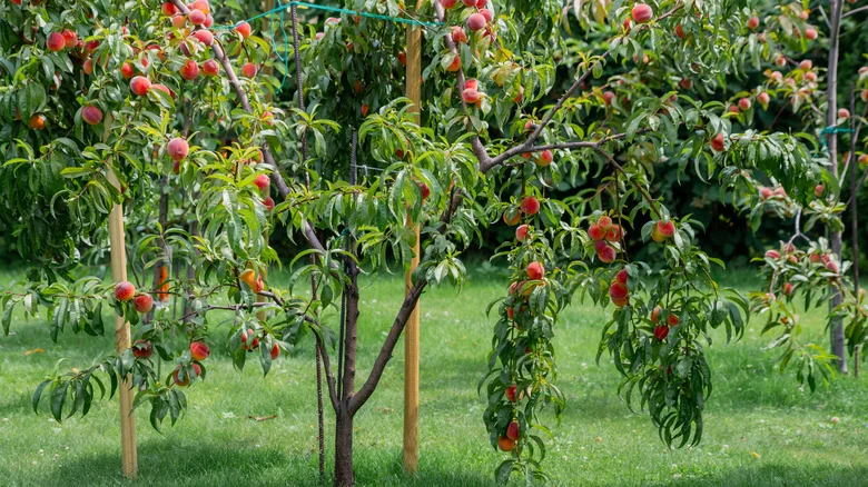 5 Fruit Tree And Shrub Combinations You Shouldn’t Grow Too Close Together In Your Yard